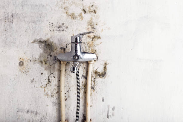Best Mold Removal Near Me  in Olympia, SC