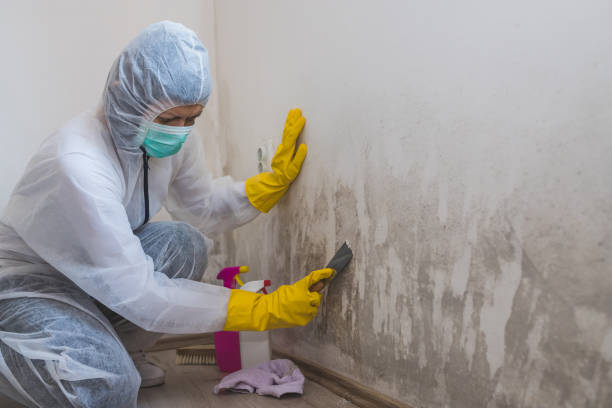 Best Commercial Mold Removal  in Olympia, SC