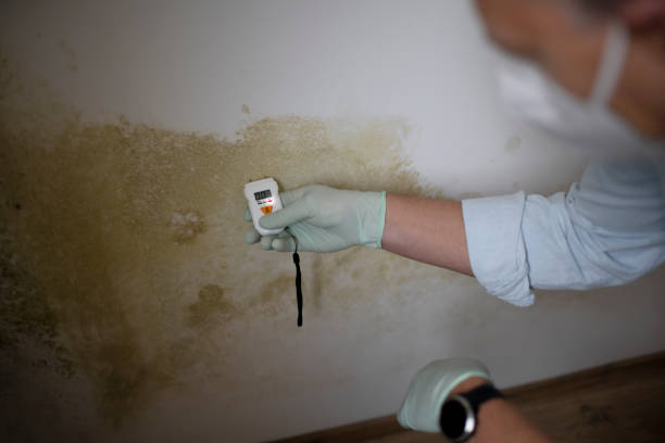 Best Emergency Mold Removal  in Olympia, SC