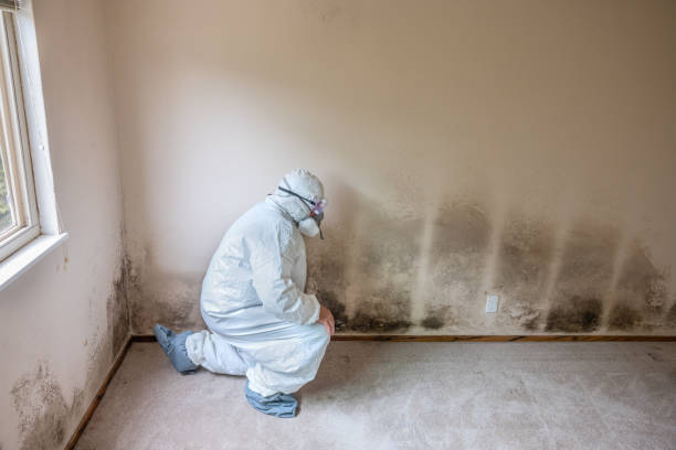 Best Black Mold Removal  in Olympia, SC