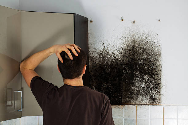 Best Local Mold Removal Service  in Olympia, SC