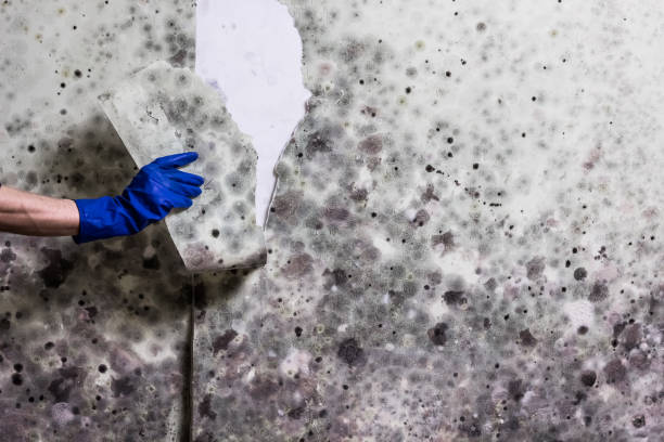 Best Mold Remediation  in Olympia, SC