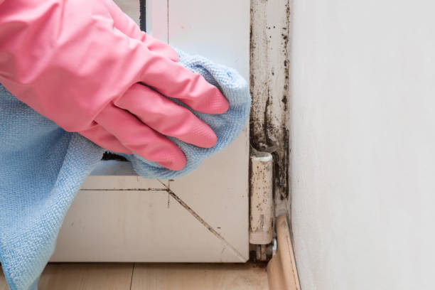 Certified Mold Removal in Olympia, SC